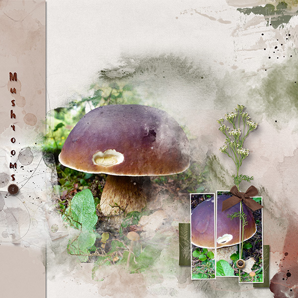 Mushrooms.jpg