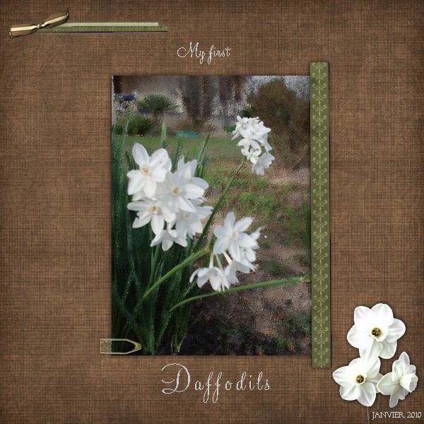 My first daffodils