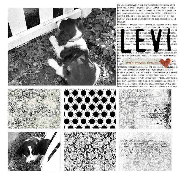 My New Puppy - Levi