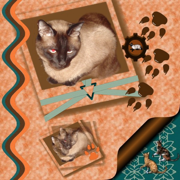 My siamese cat, Pappa