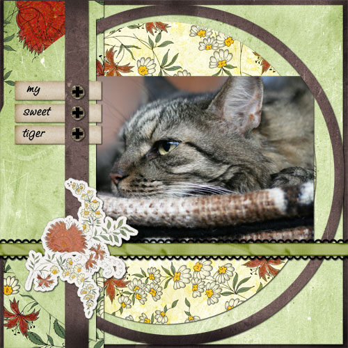 my sweet tiger