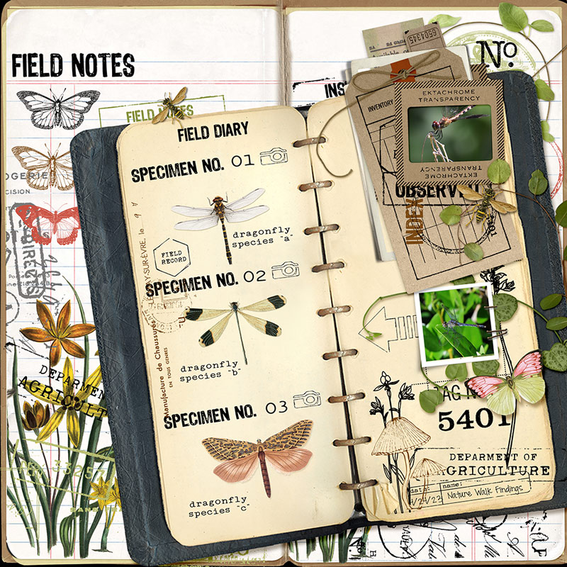 Nature Journaling