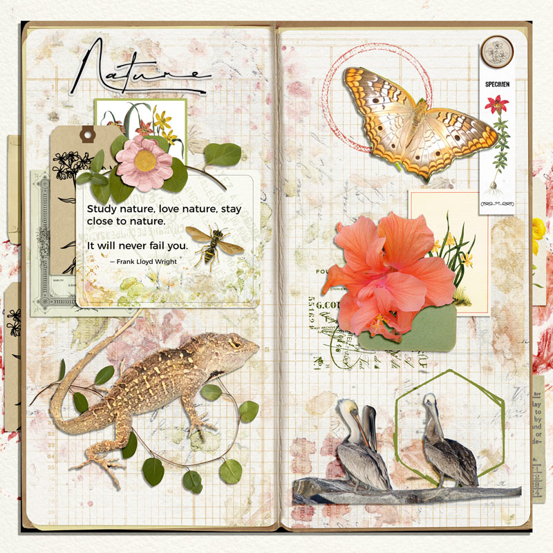 Nature Notebook