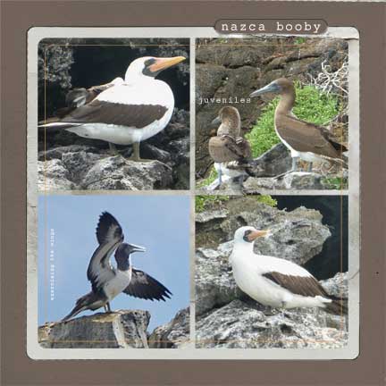 Nazca booby