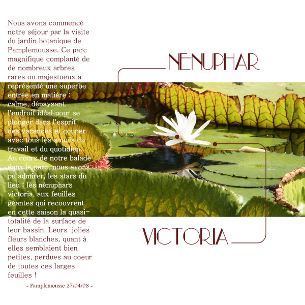 Nenuphar victoria