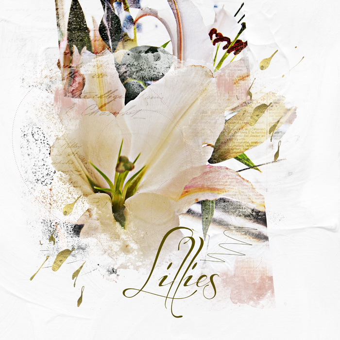 Nicks Lillies