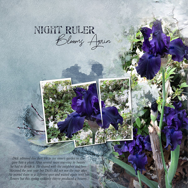 Night Ruler Blooms Again