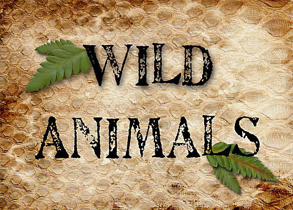 Nonfiction Signs:  Wild Animals