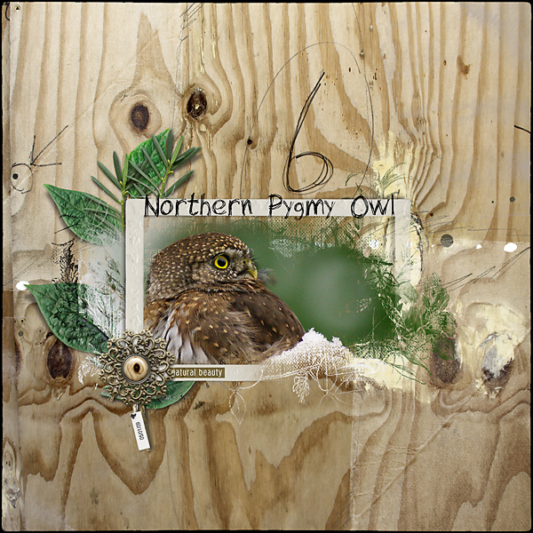 Northern Pygmy Owl