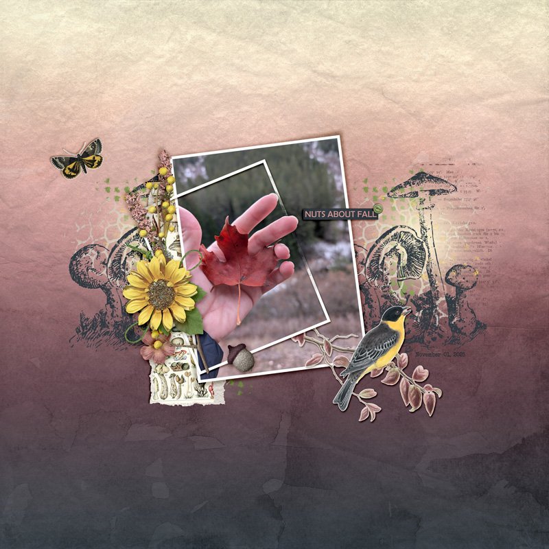 November Challenge #5- Creative Photo Editing nuts-about-fall.jpg