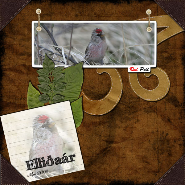 O escape Monochrome ; redpoll