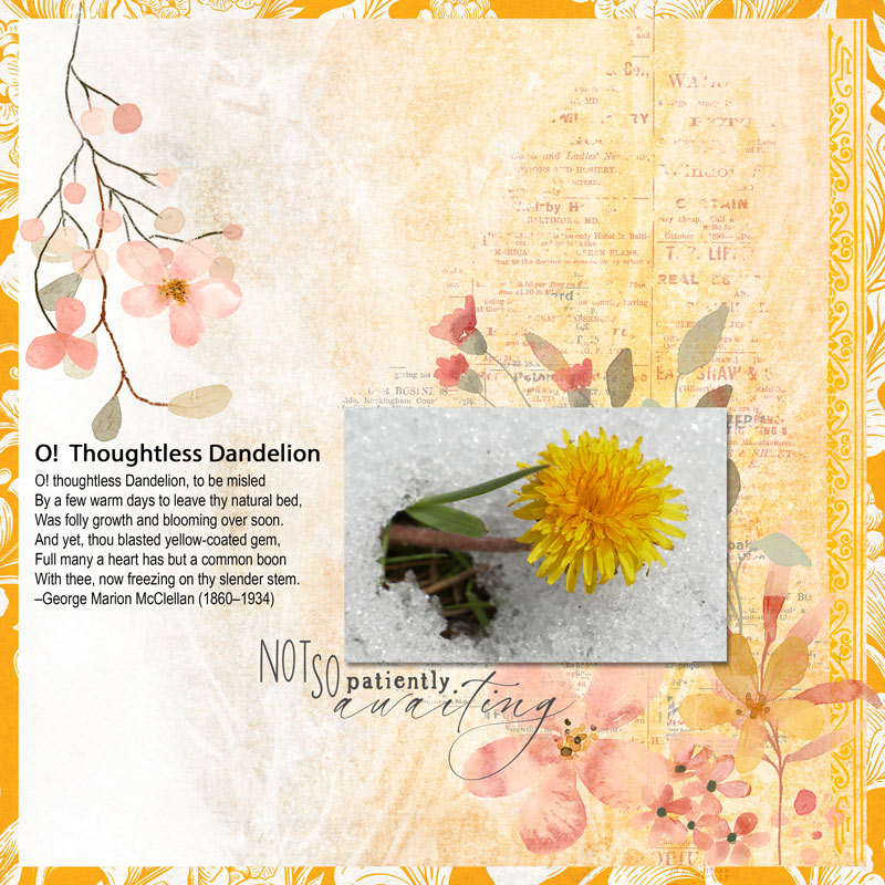 O Thoughtless Dandelion