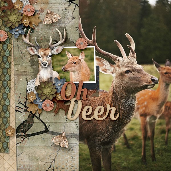 Oh Deer