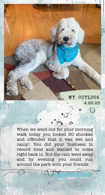Oli's Rainy Morning