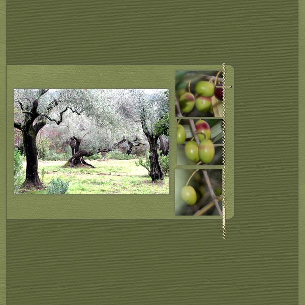 Olive Tree