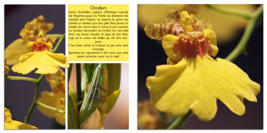 Oncidium