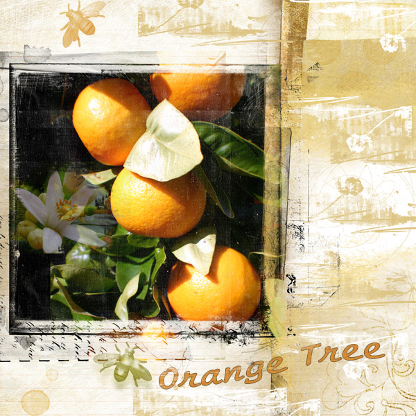 Orange Tree