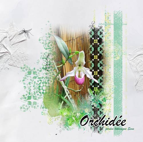 Orchide