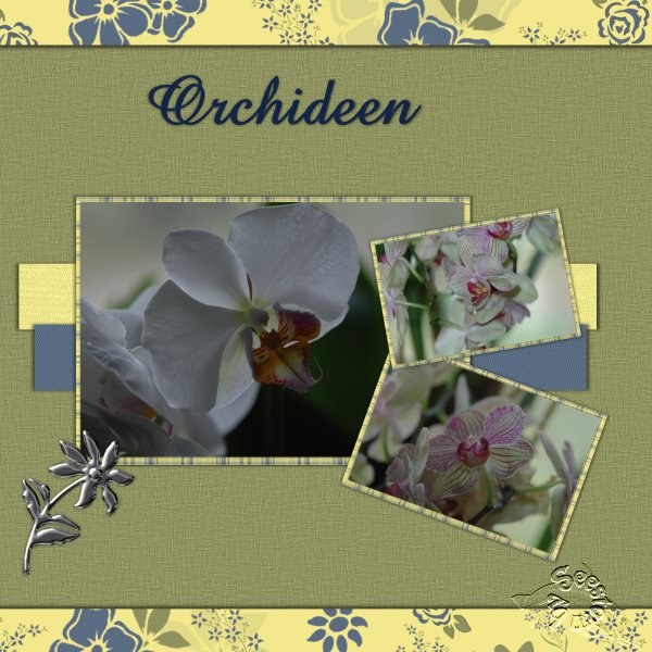 Orchideen