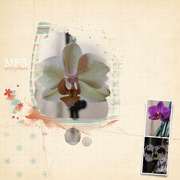 orchides