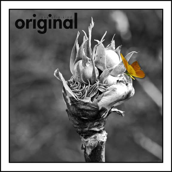 Original