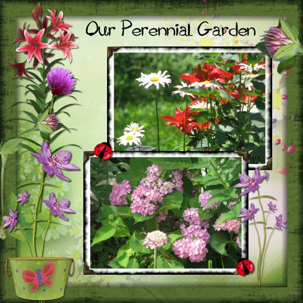 Our Perennial Garden