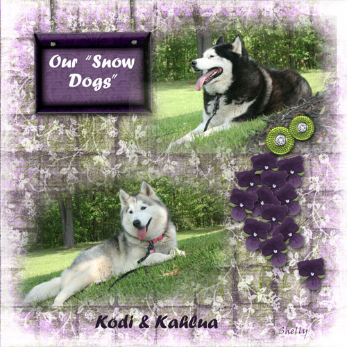 Our Snow Dogs