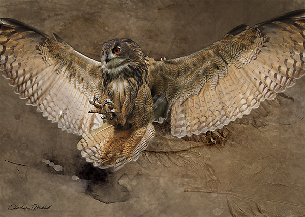 Owl-Texture