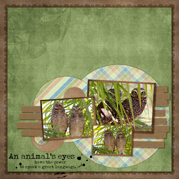 Owls