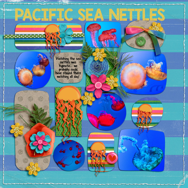 Pacific Sea Nettles