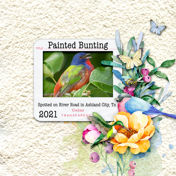 Painted-Bunting