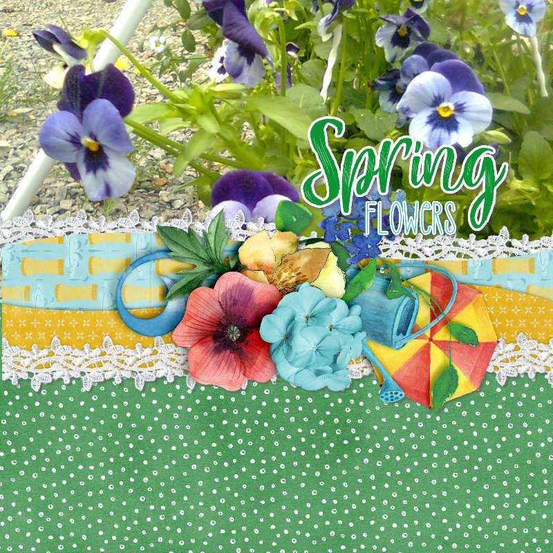 pansies.jpg