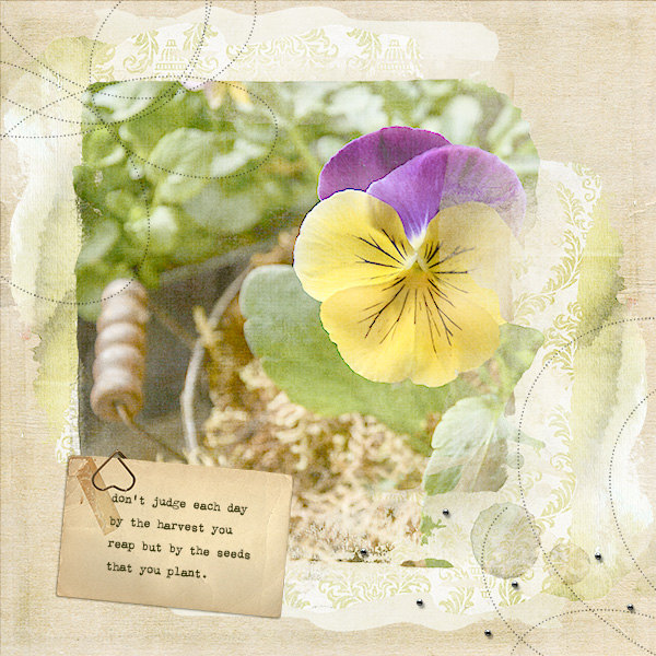 Pansy Pot