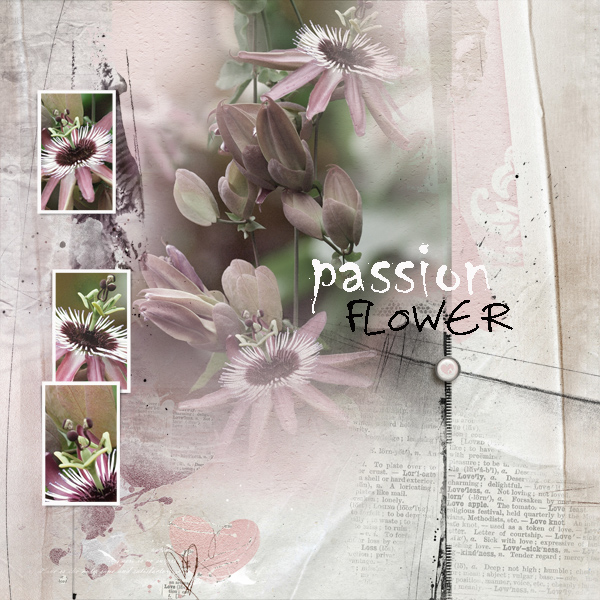 Passion Flower