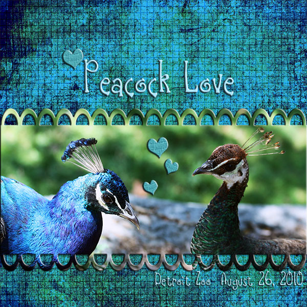 Peacock Love