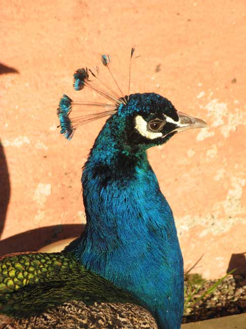 peacock