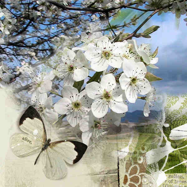 Pear Blossoms