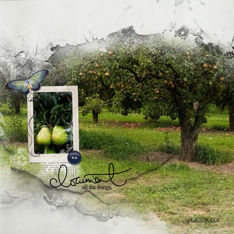 Pear Orchard