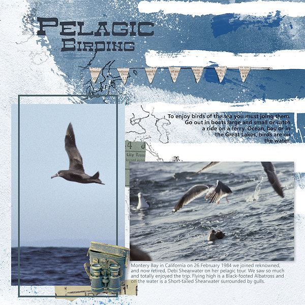 Pelagic Birding