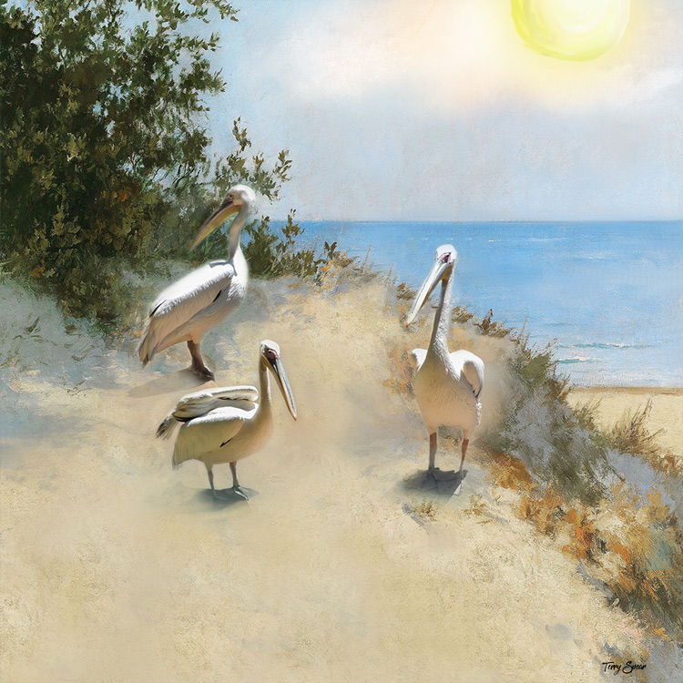 Pelicans at the Beach