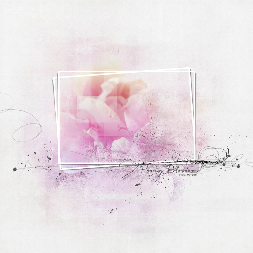 Peony Blossom