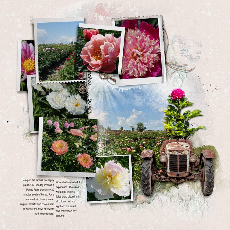 Peony Farm (left side)