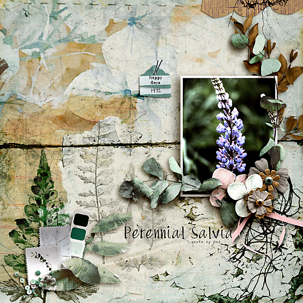 Perennial Salvia
