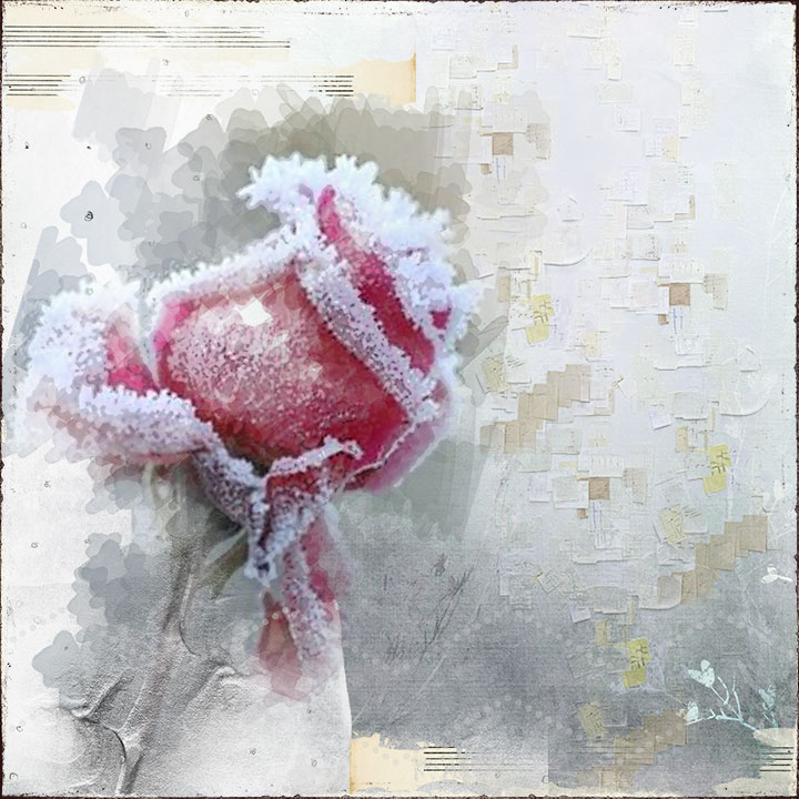 Persitent Rose
