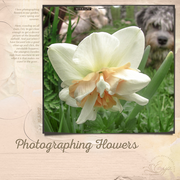 Photographing Flowers