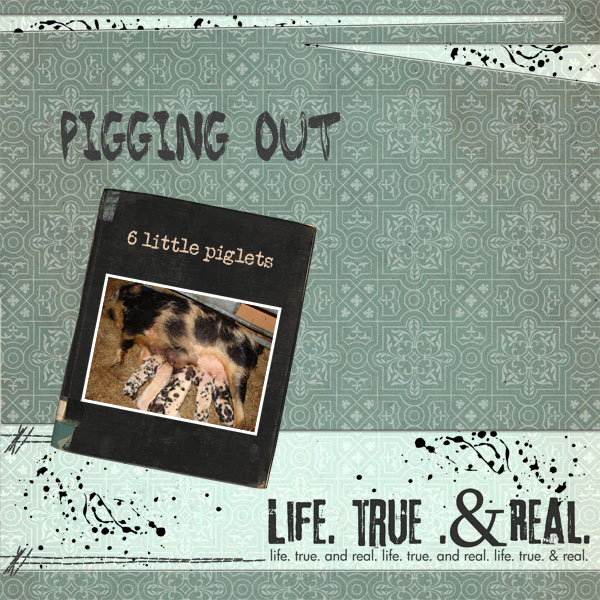 piglets