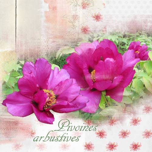 Pivoines arbustives