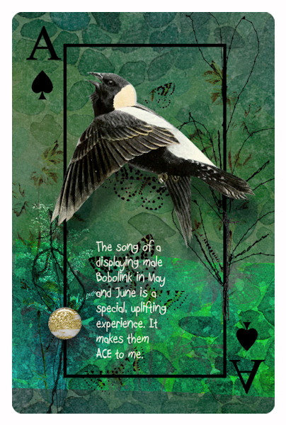 Playing Card: Ace Bobolink