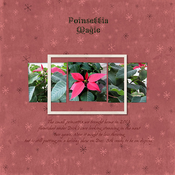 Poinsettia Magic