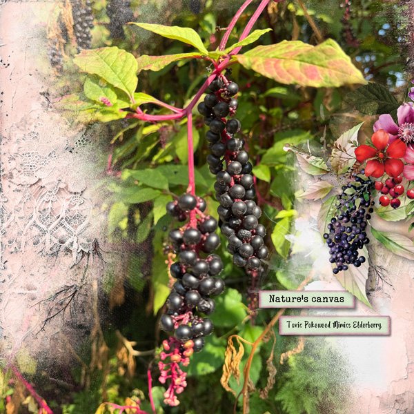 Pokeweed.jpg